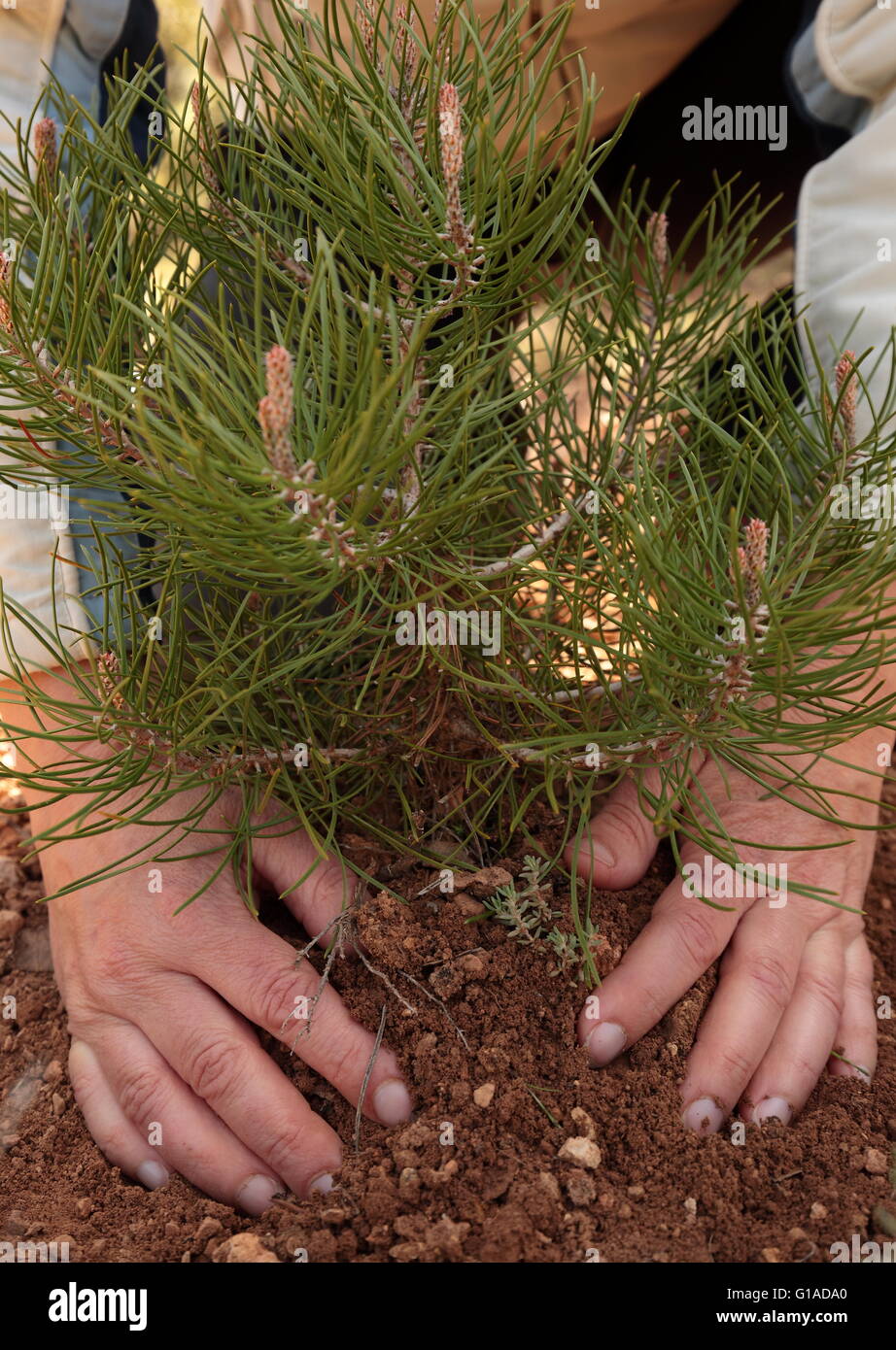 Hands of a woman planting a tree in spring. Stock Photo