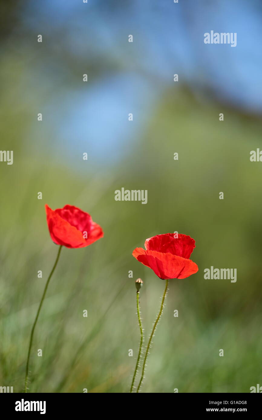 Poppy in the field in spring Stock Photo - Alamy