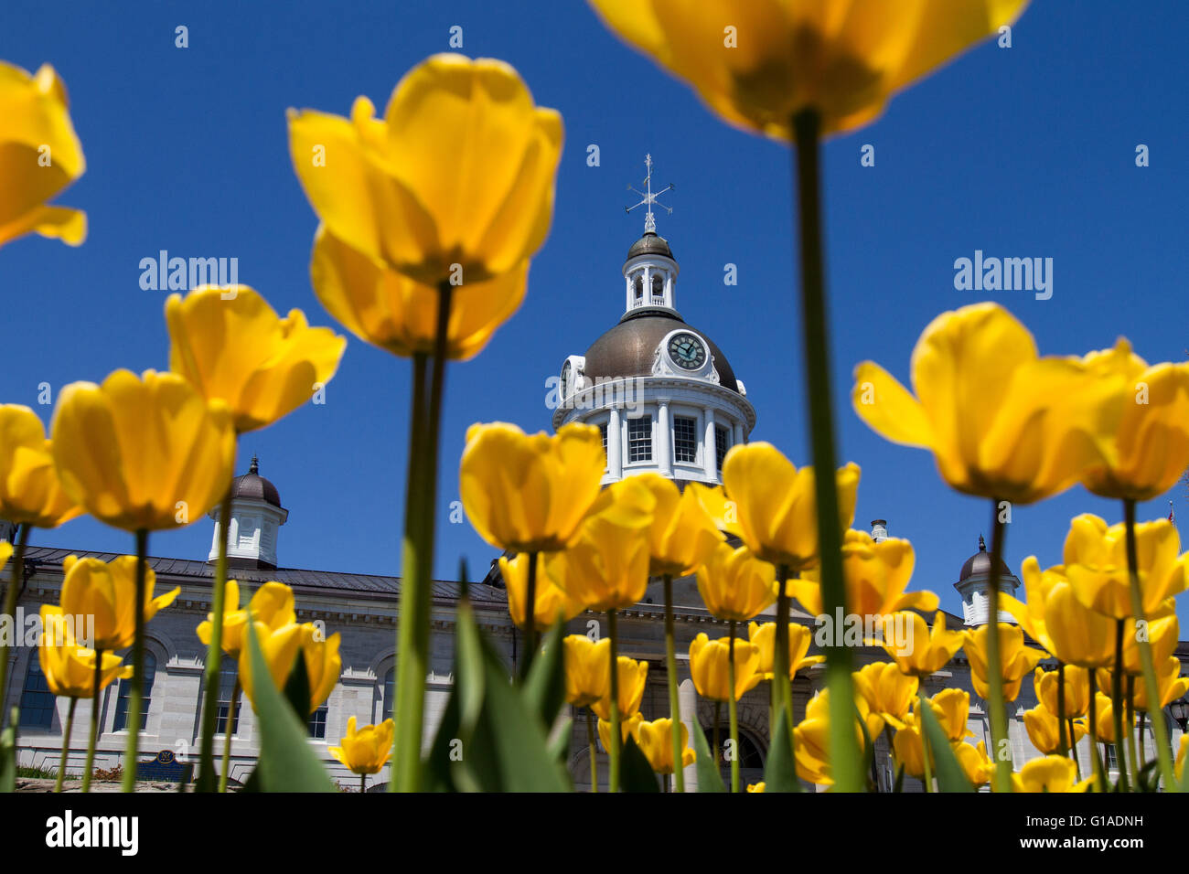 City hall in Kingston Ont., on May 11, 2016. Stock Photo