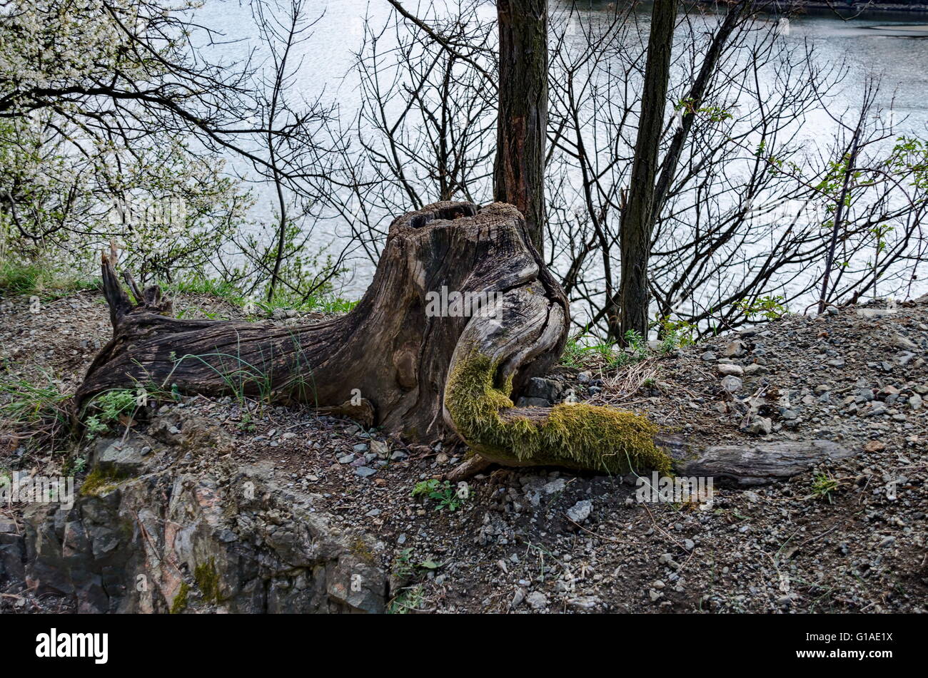 Fantastic stump of tree rooty in glade at Lozen mountain in springtime, Pancharevo, Bulgaria Stock Photo