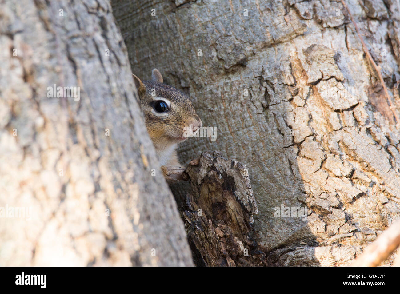 Tamias Spring Eastern Chipmunk (Tamias striatus) in spring Stock Photo - Alamy