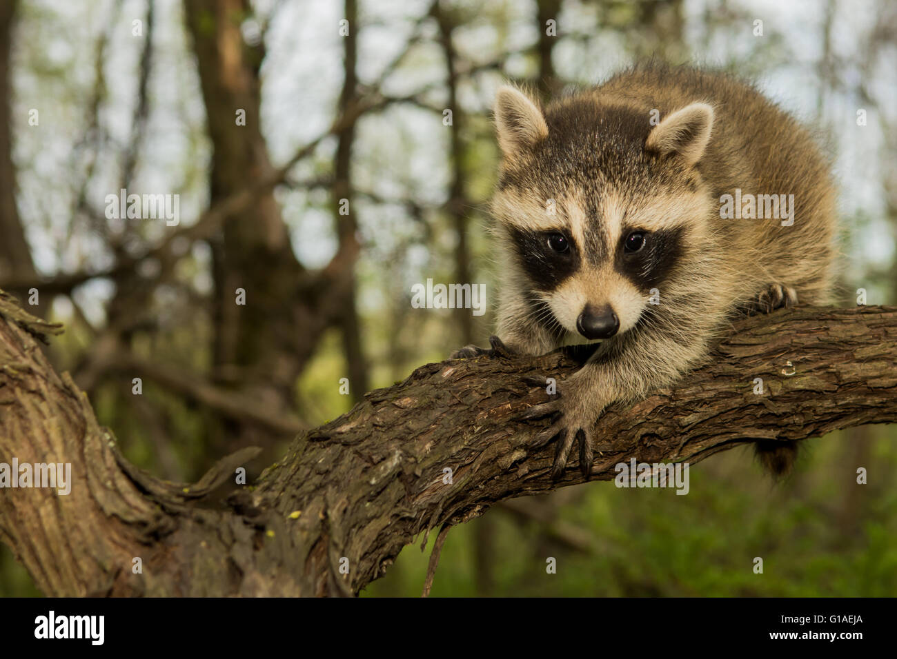Baby Raccoon learning to climb Stock Photo Alamy