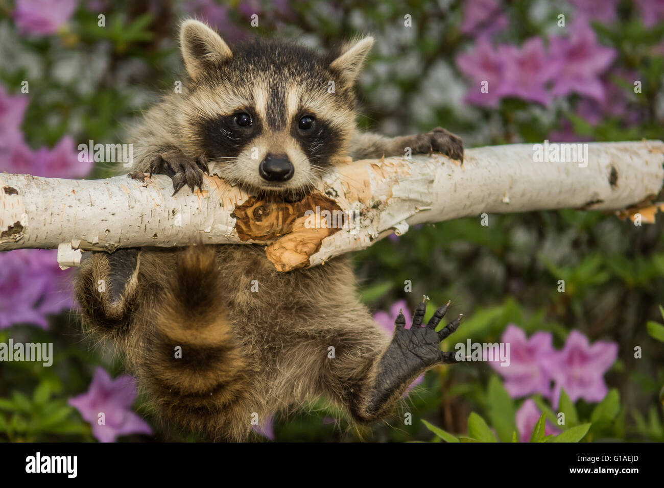 Baby Raccoon learning to climb Stock Photo Alamy