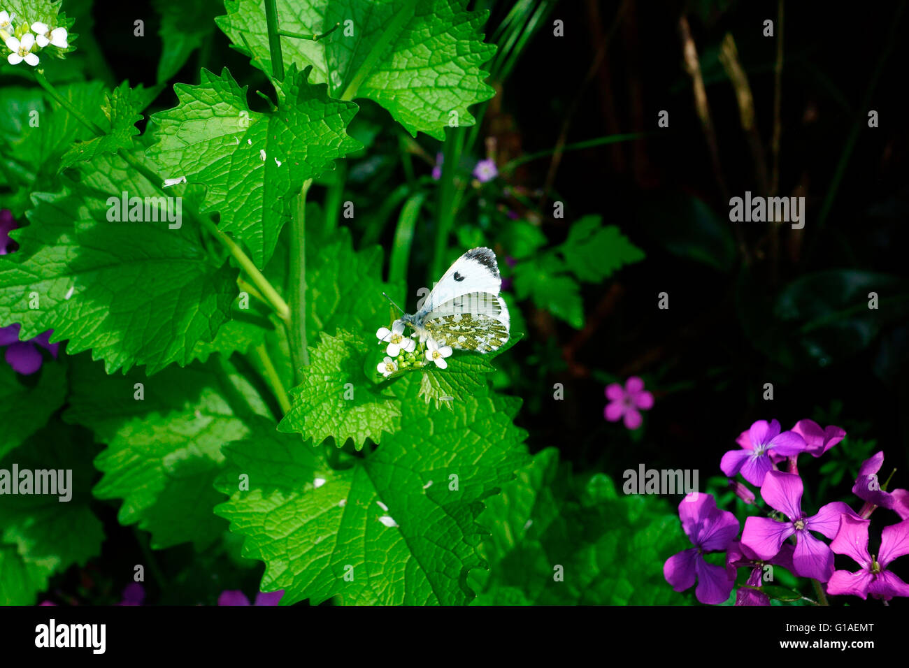 ORANGE TIP (FEMALE) BUTTERFLY ON STINGING NETTLES Stock Photo Alamy