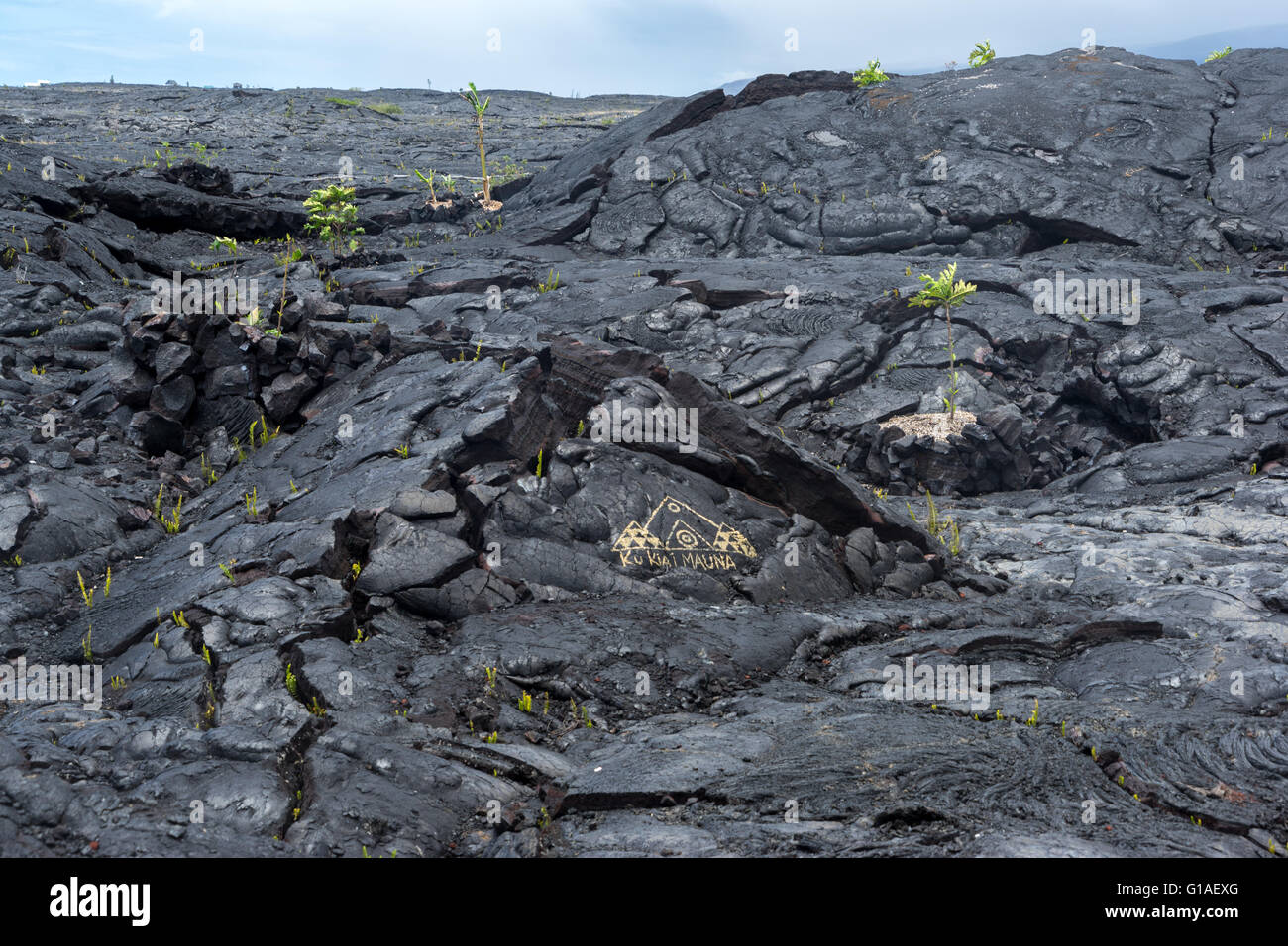 Plant volcanic lava rock hawaii hi-res stock photography and images - Alamy