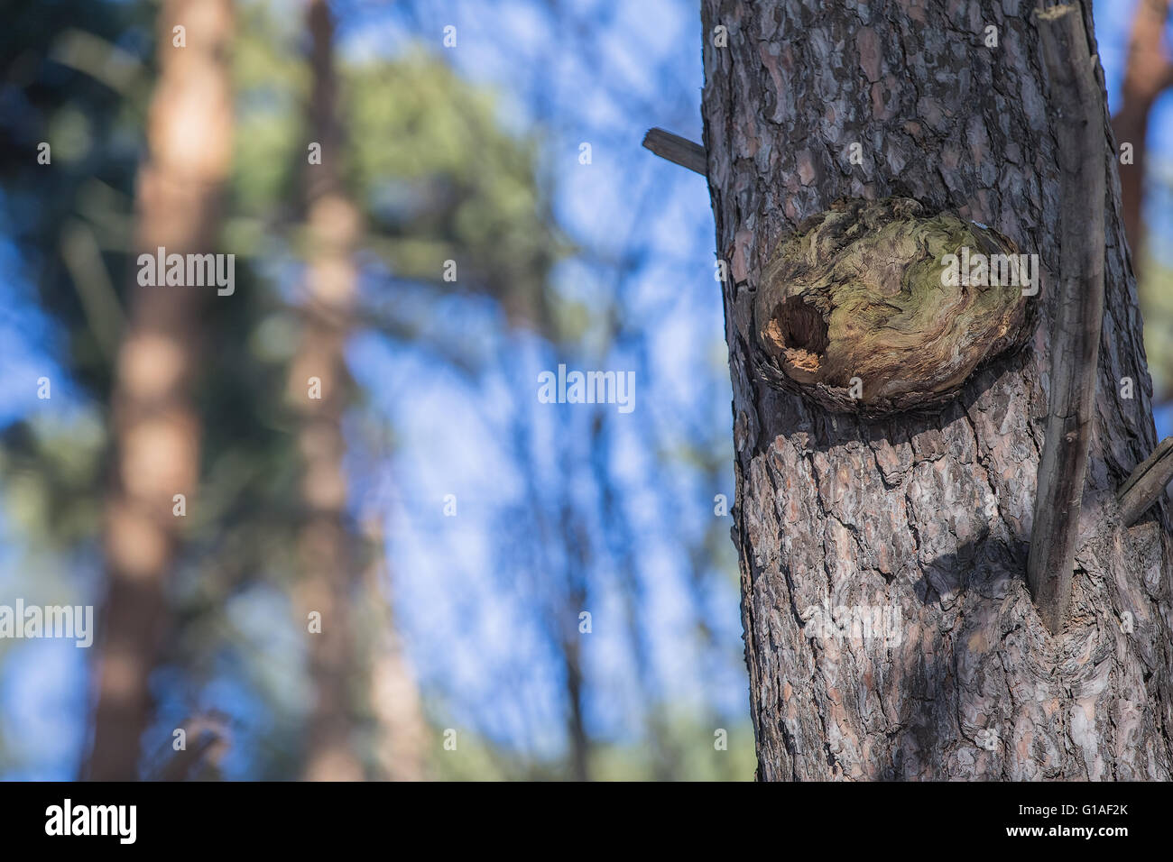 Birds nest high up on a tree trunk Stock Photo Alamy