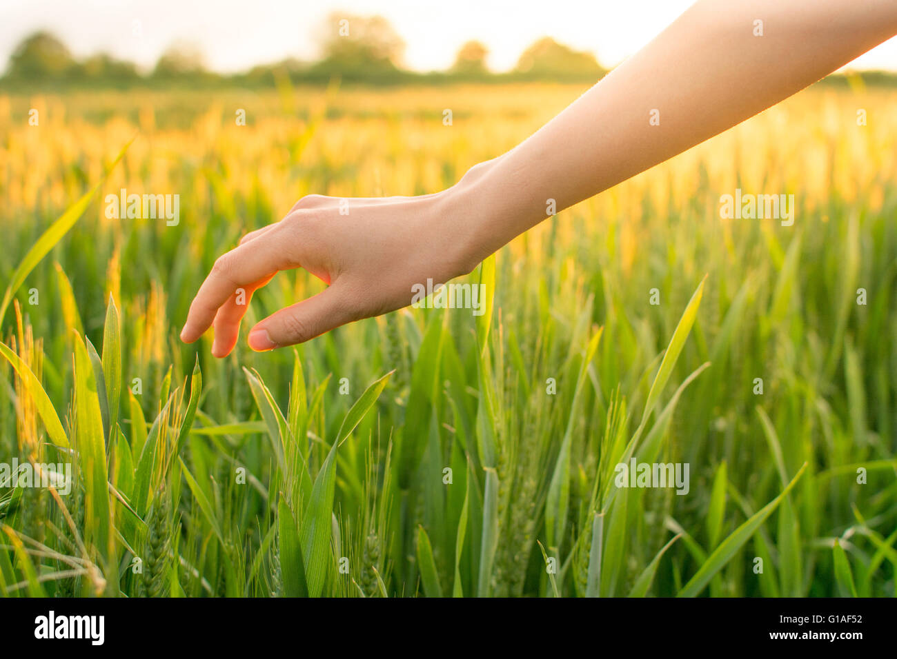 Woman hand in a field of wheat Stock Photo