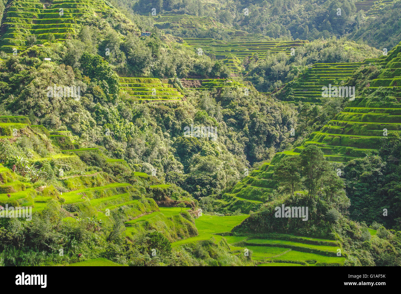 2000 year old rice terraces carved into the mountains in Banaue, North Luzon Stock Photo