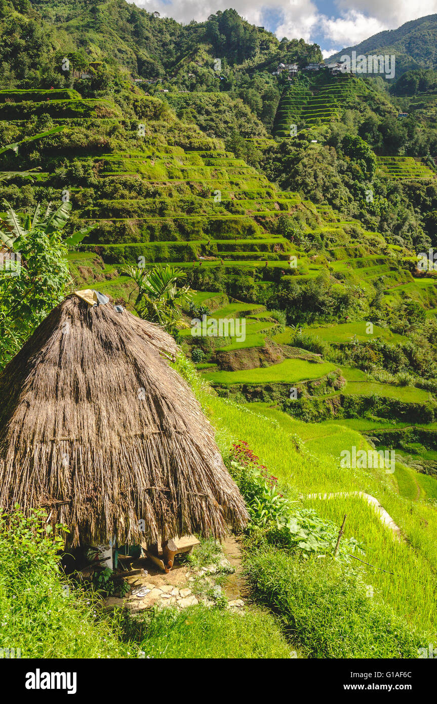 2000 year old rice terraces carved into the mountains in Banaue, North ...