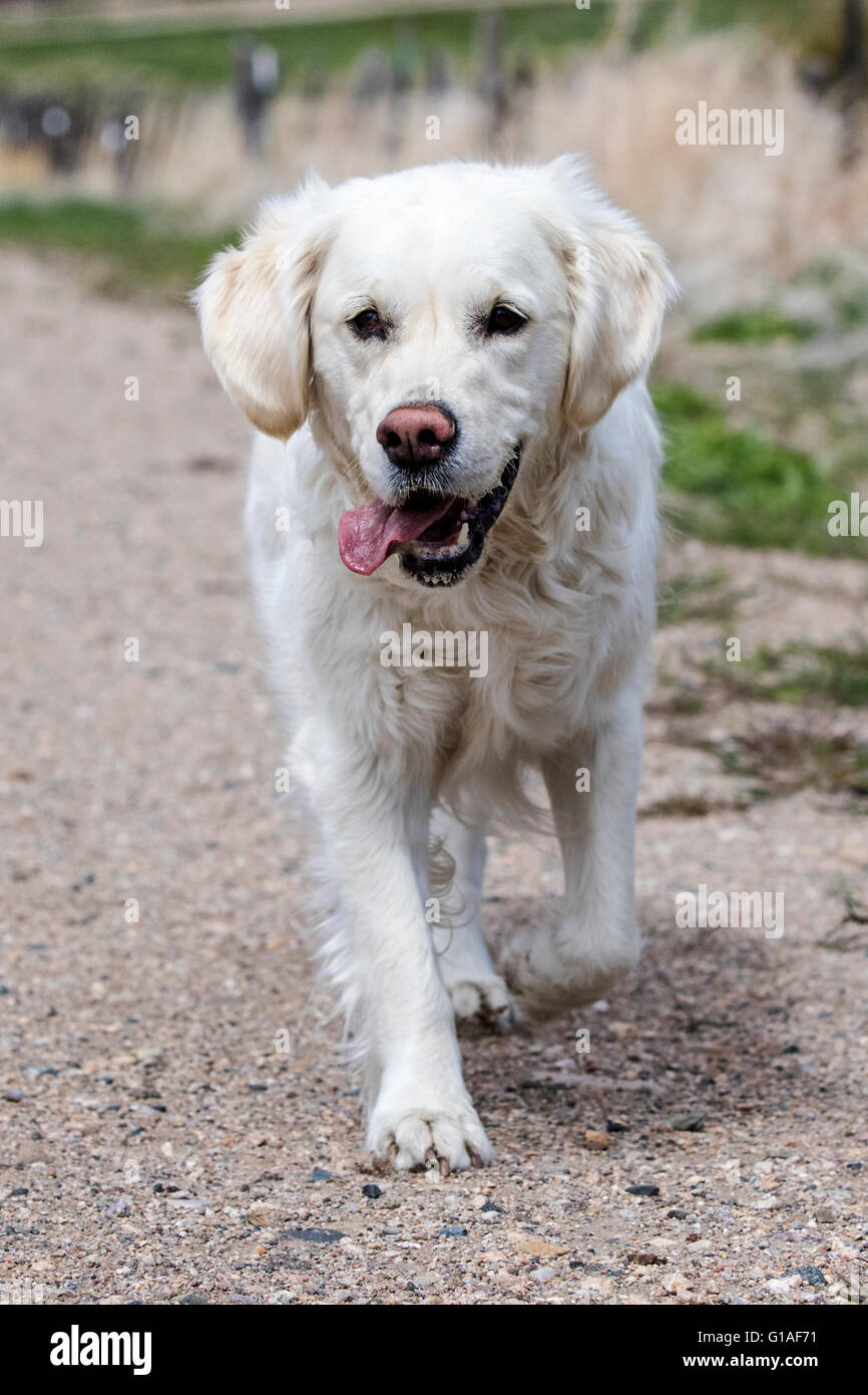 Retriever dog farm hi-res stock photography and images - Page 3 - Alamy