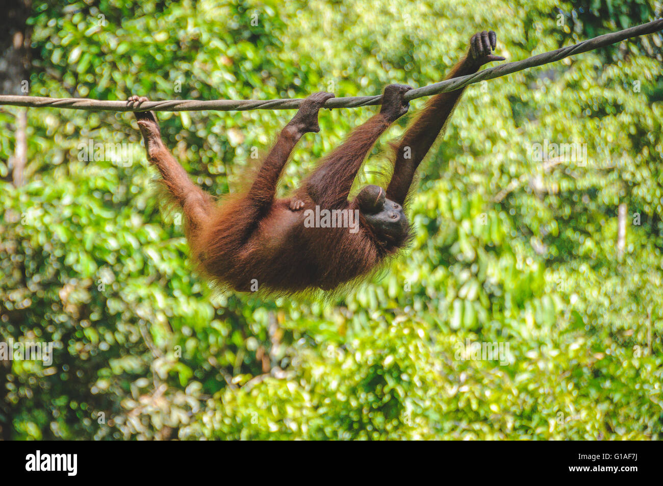 The Sepilok Orangutan rehabilitation centre near Sandakan in Borneo Stock Photo