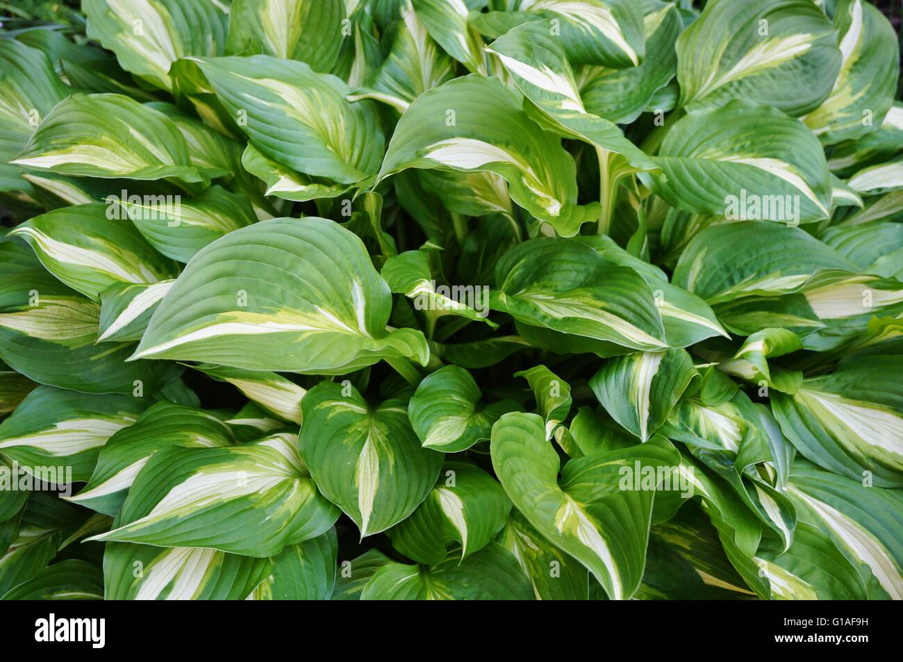 Close up of green and white hosta leaves Stock Photo