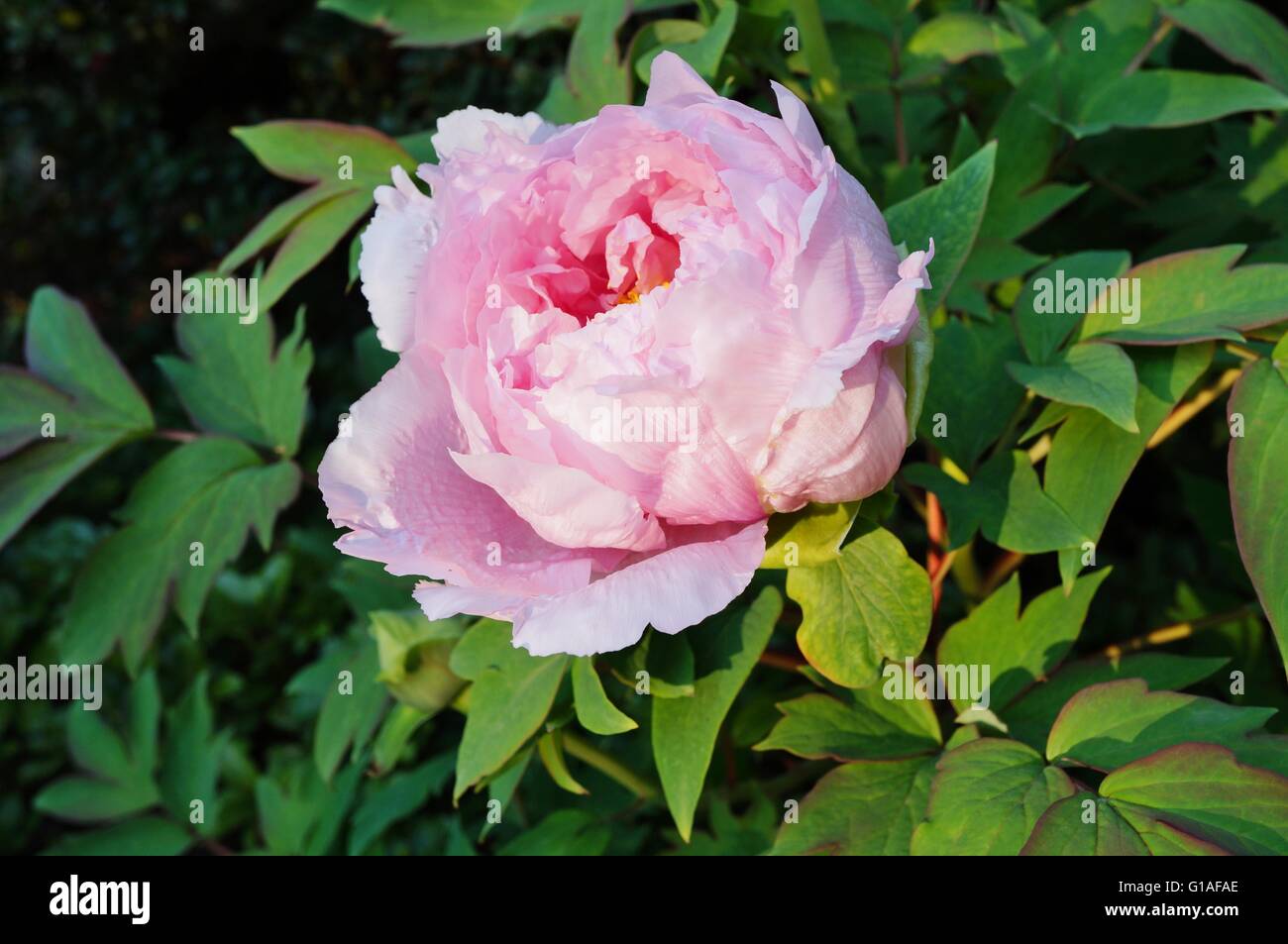 Pink tree peony flower bush in full bloom Stock Photo - Alamy