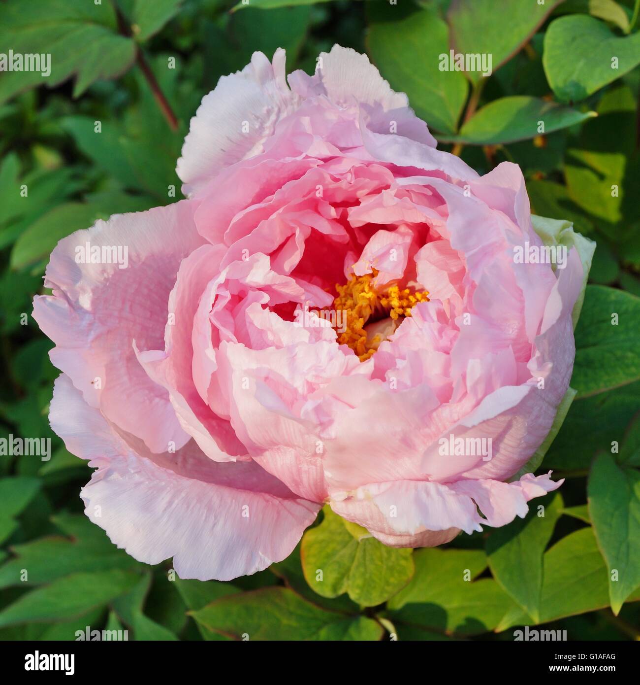Pink tree peony flower bush in full bloom Stock Photo - Alamy