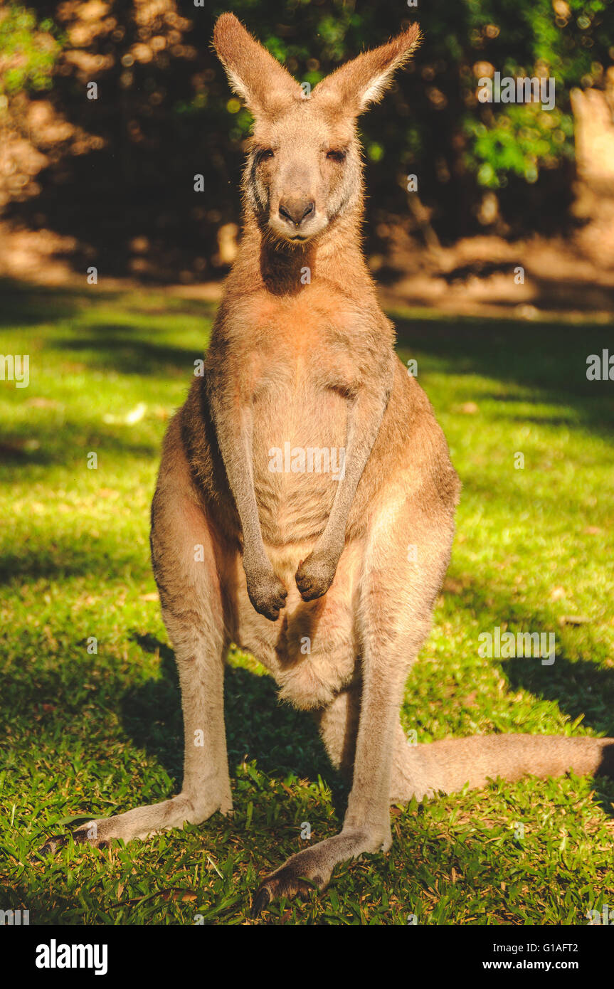 Kangaroo at Hartley's crocodile park near Cairns in Queensland Stock Photo