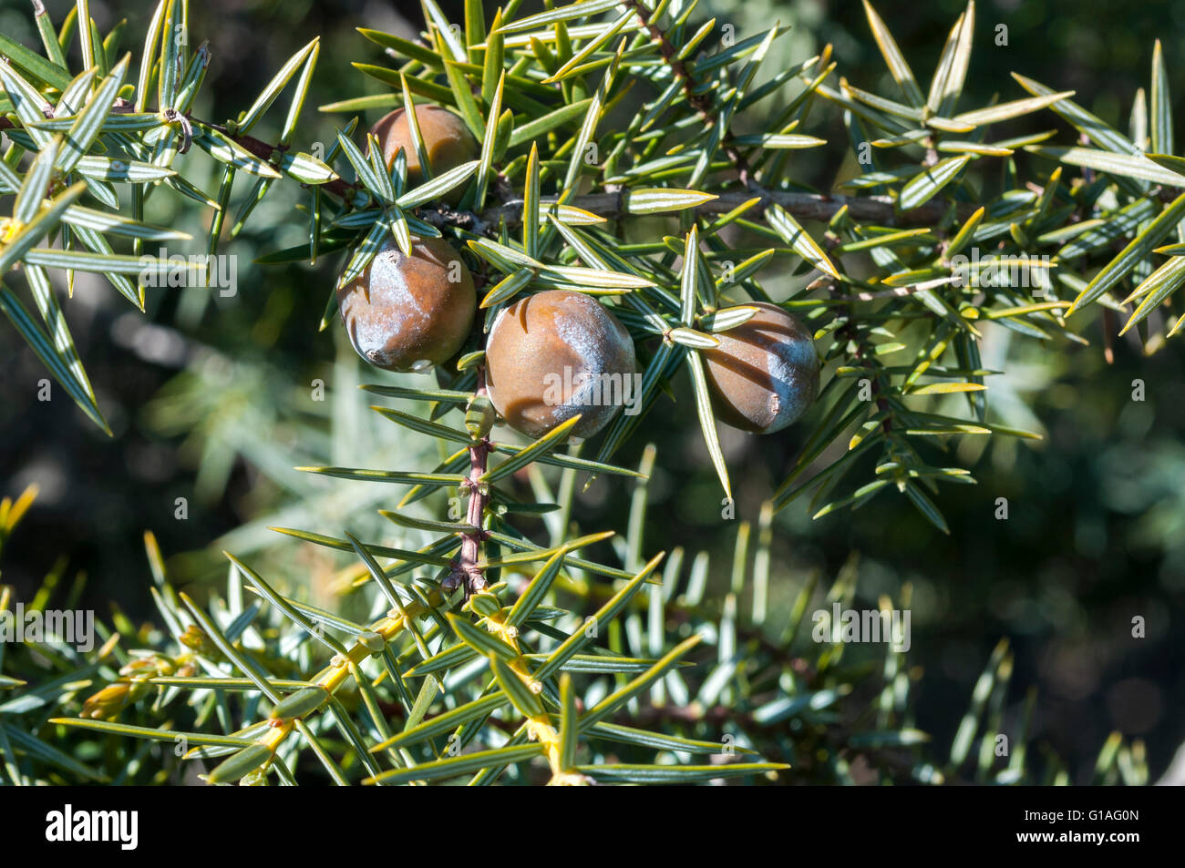 Fruits and leaves of Prickly juniper, Juniperus oxycedrus. Photo taken in Guadarrama Mountains, Madrid, Spain Stock Photo