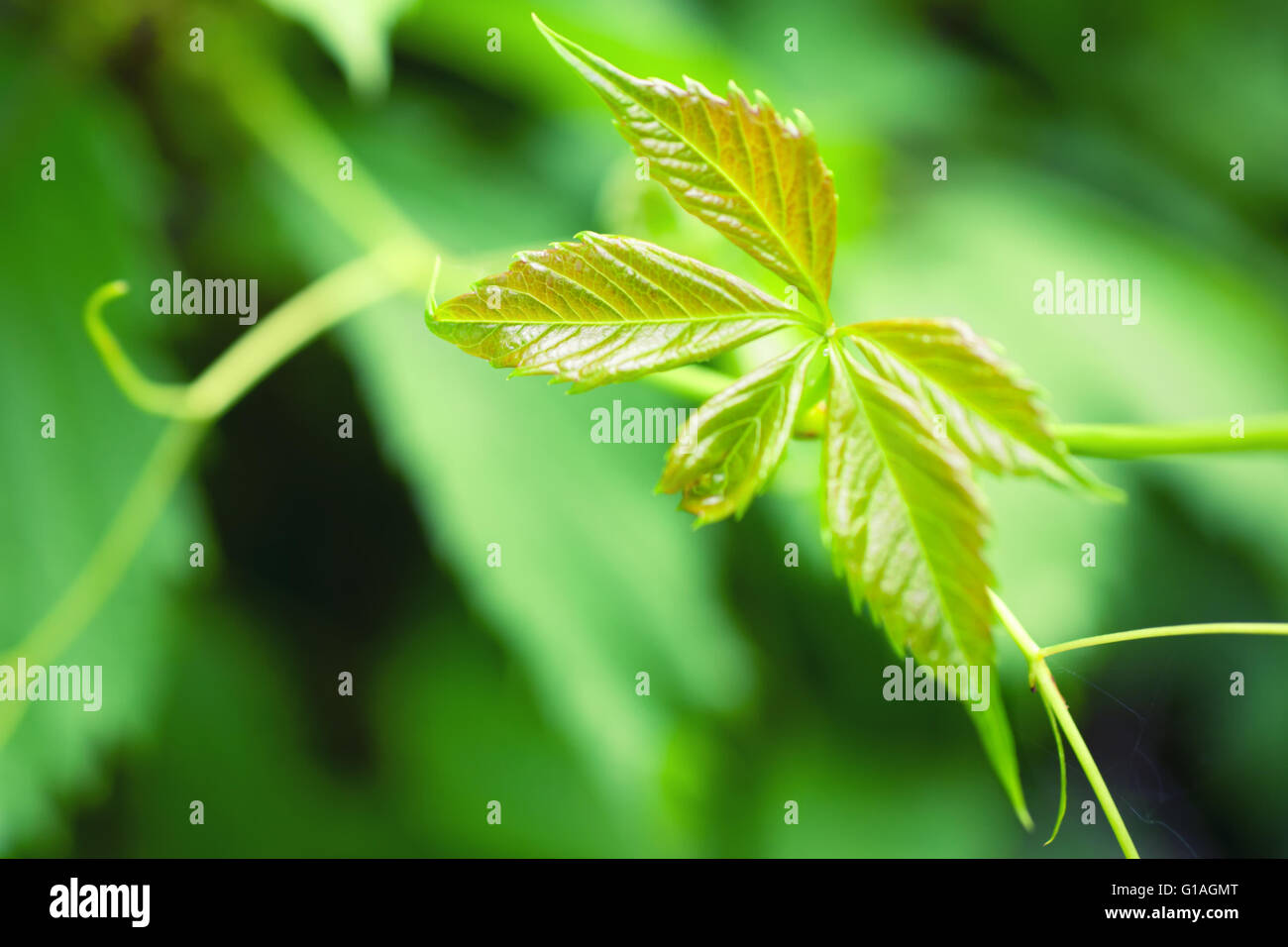 Bright green leaves of a young hops close-up Stock Photo