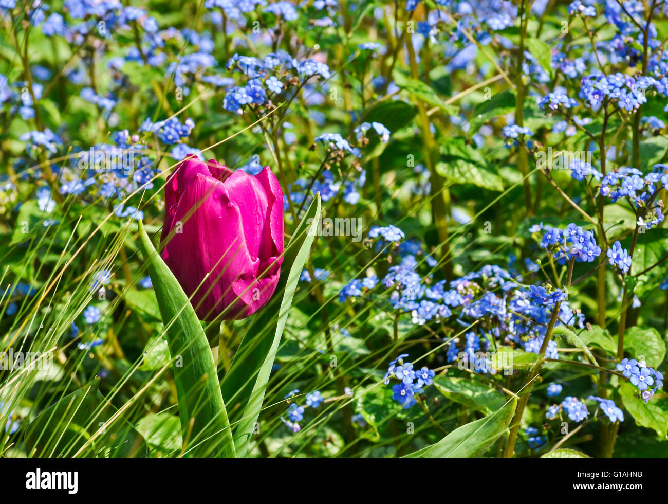 Tulips and caught in the spring sun of a north London