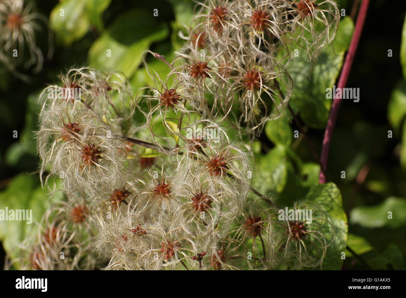 Fruits with silky appendages of the Traveller's Joy (Clematis vitalba). Stock Photo
