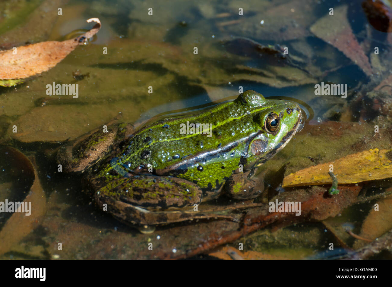 Green Edible frog - common water frog (Rana esculenta, Pelophylax esculentus) Stock Photo