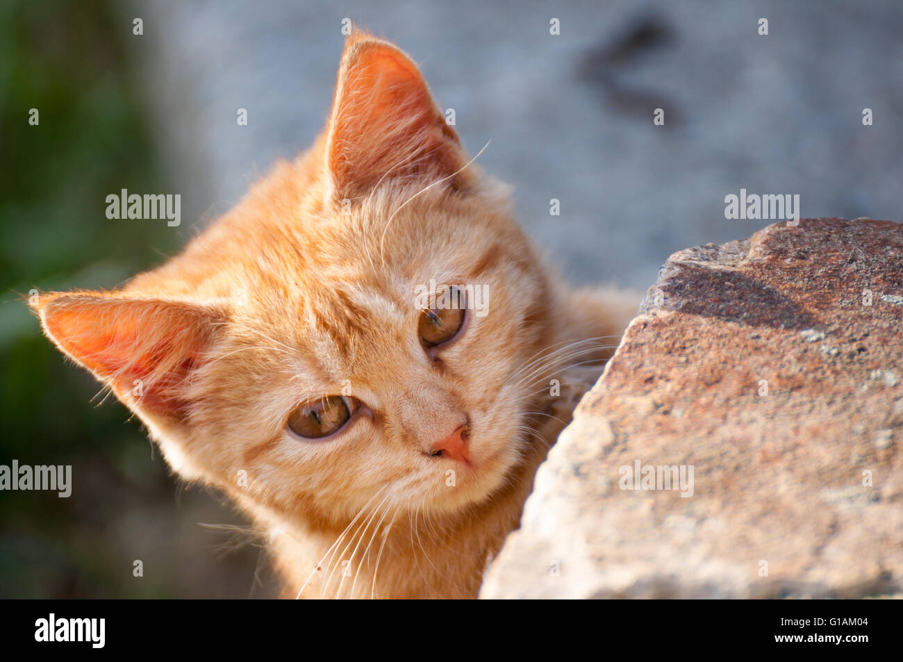 Cute Ginger Kitten Outdoors Stock Photo
