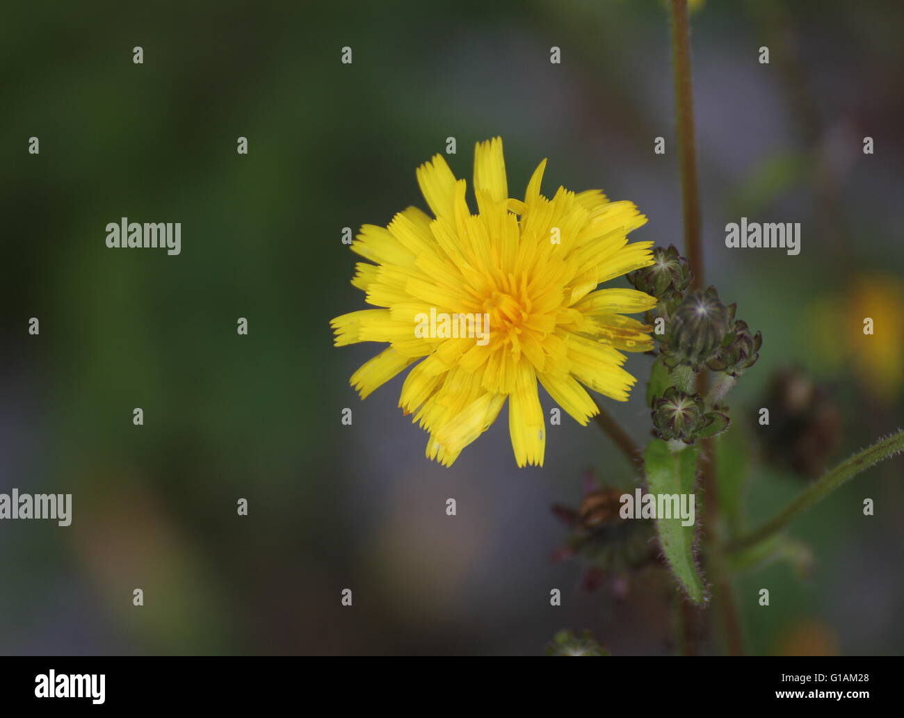 Blossom of rough hawksbeard (Crepis biennis). Stock Photo