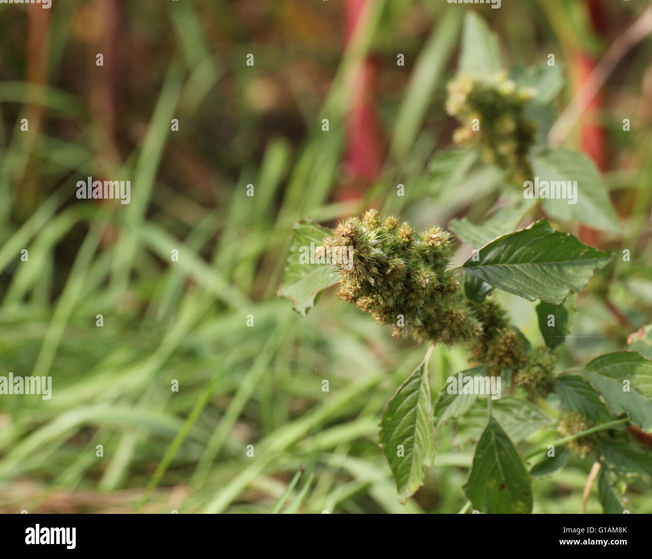 Green amaranth (Amaranthus powellii) inflorescence. Stock Photo