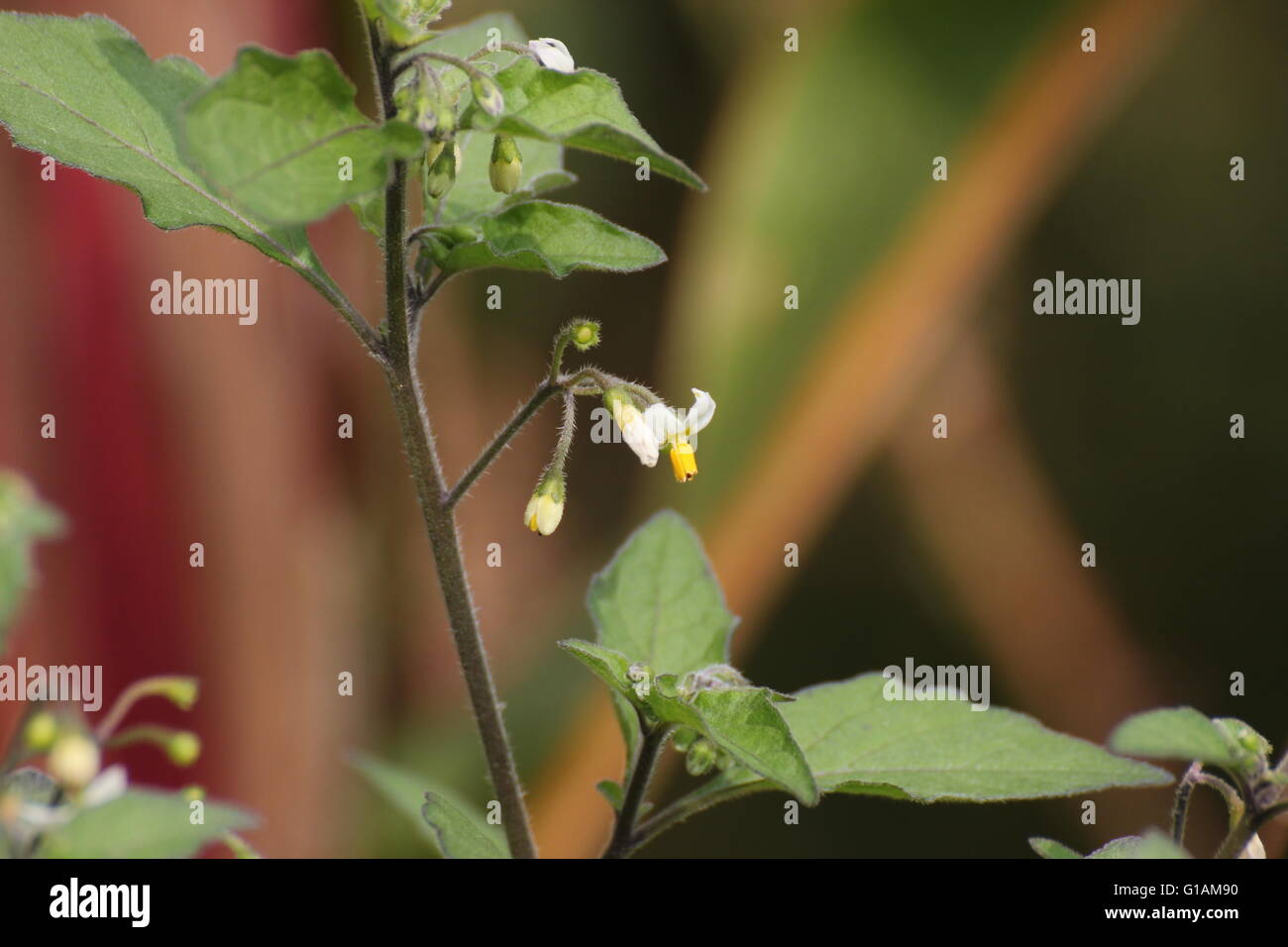 Blossoms of the woolly nightshade (Solanum villosum). Stock Photo