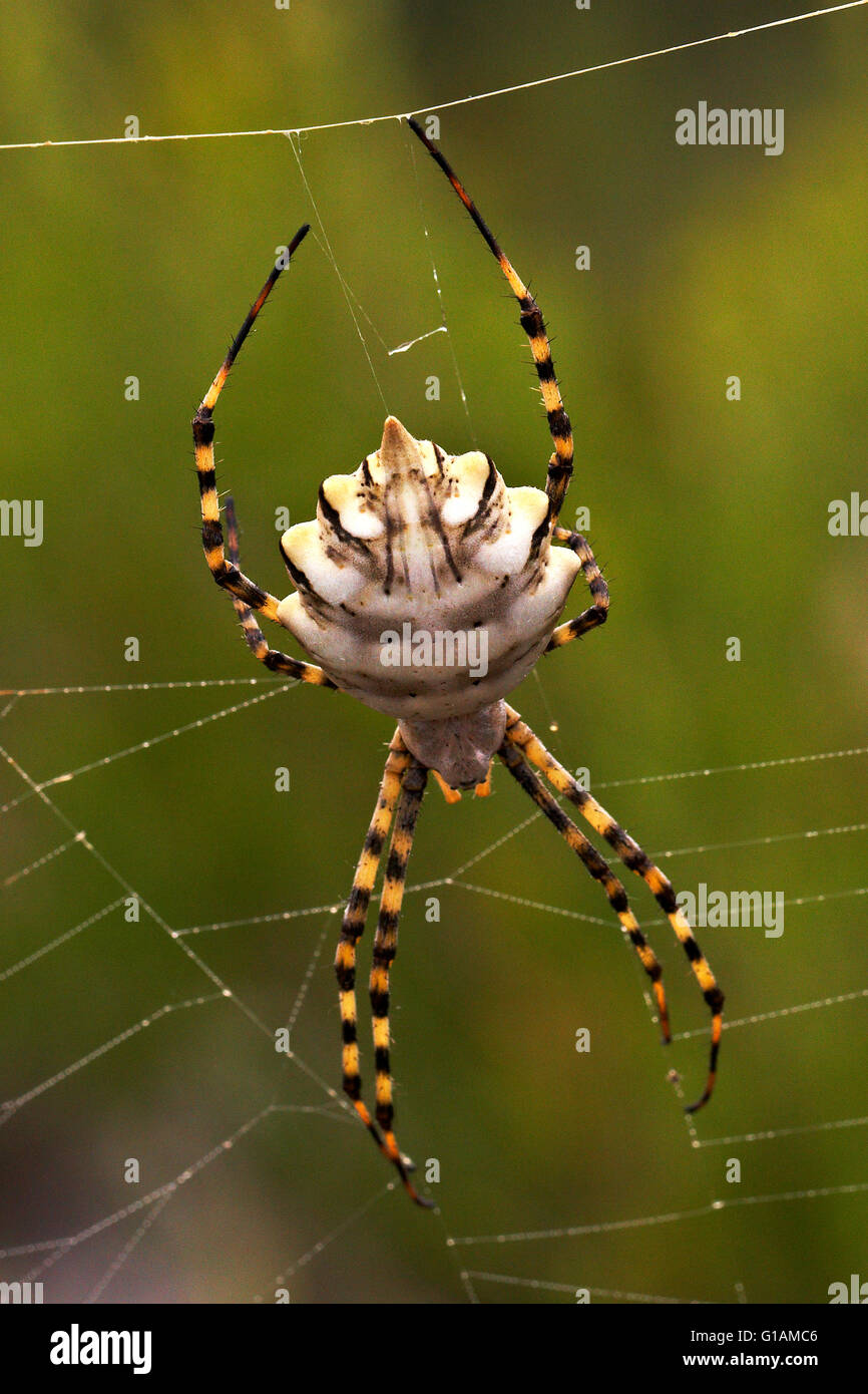 Spider Argiope lobata. Stock Photo