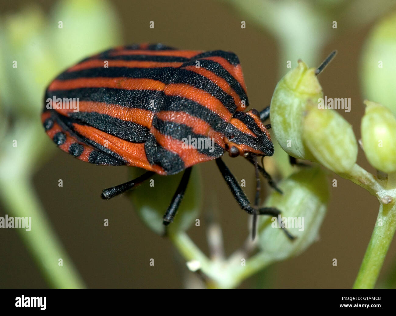Striped bedbug, scientific name Graphosoma lineatum. Stock Photo