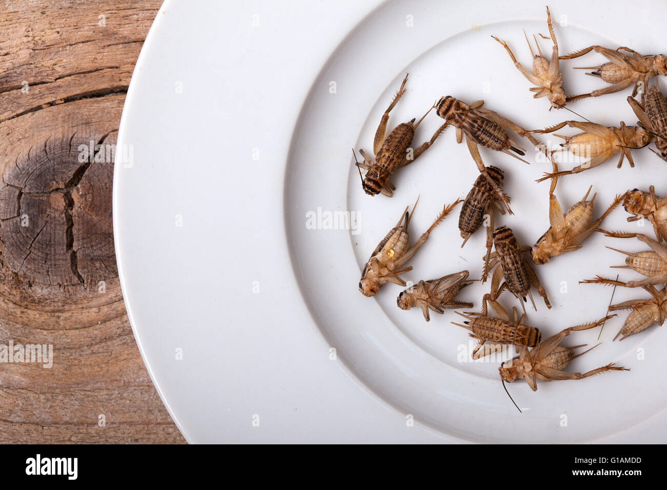Frozen House Crickets to be used as pet food Stock Photo