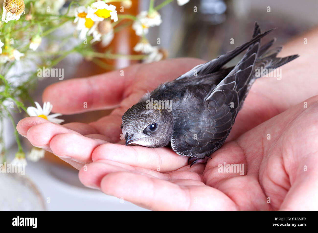 Стриж залетел в квартиру к чему это. Стриж залетел в квартиру к чему это. Стриж залетел в квартиру к чему это. Стриж залетел в квартиру к чему это. Стриж залетел в квартиру к чему это.