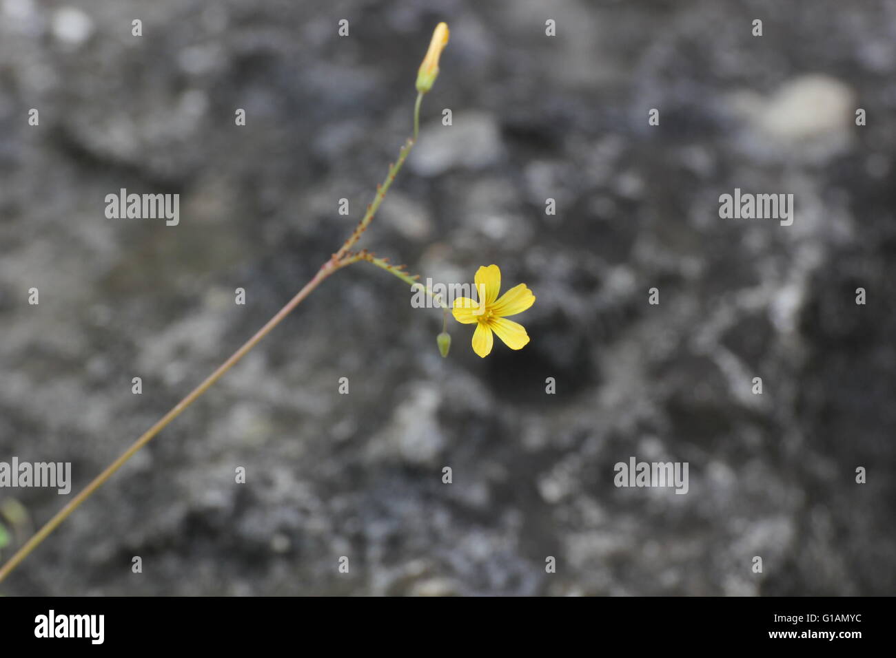 Blossom of the wood sorrel species Oxalis herrerae. Stock Photo