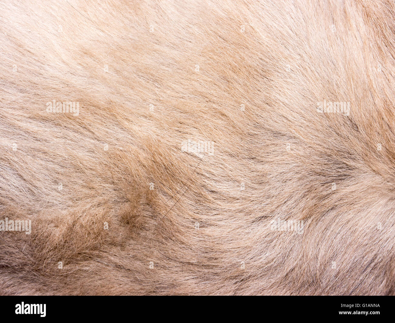 Fur texture. Stock Photo