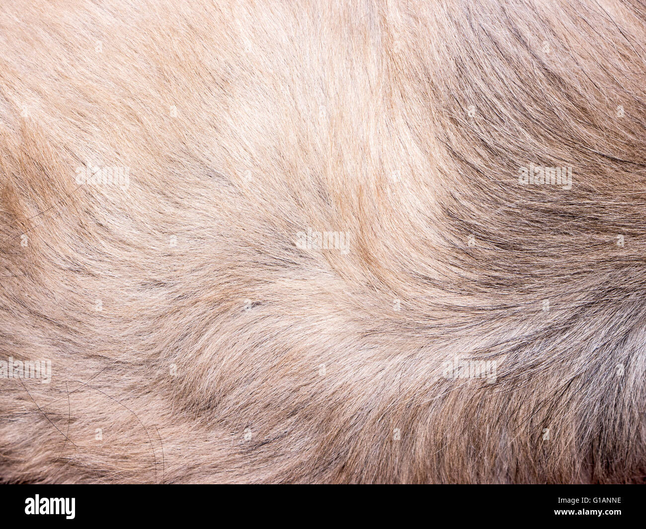 Fur texture. Stock Photo