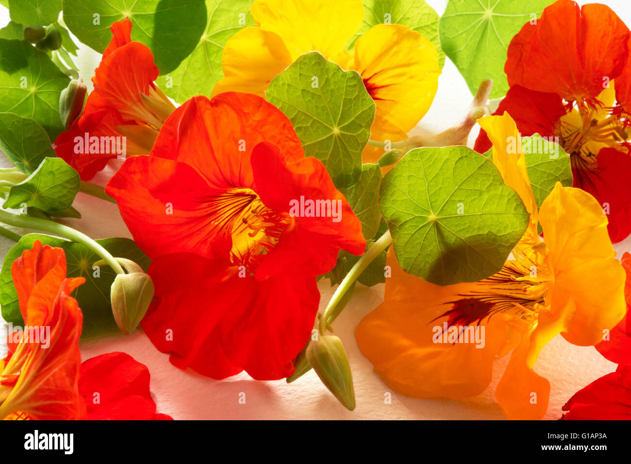 Fresh mixed red and yellow nasturtium flowers & leaves Stock Photo