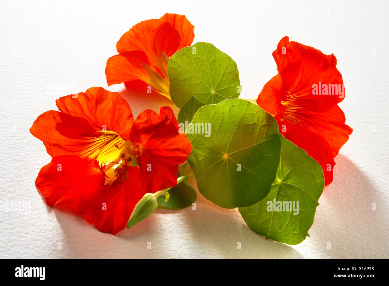 Fresh red nasturtium flowers & leaves Stock Photo