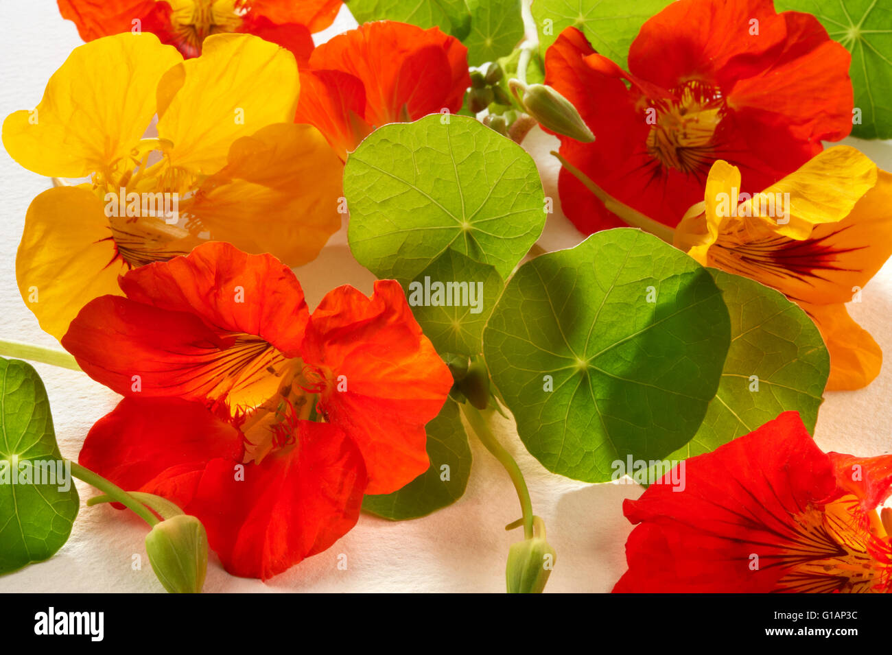 Fresh mixed red and yellow nasturtium flowers & leaves Stock Photo