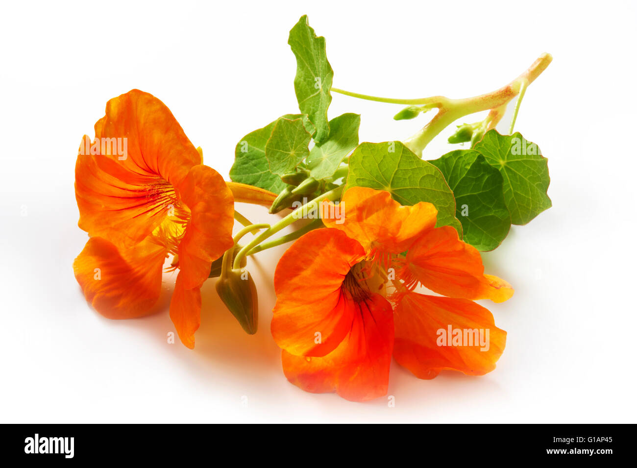 Fresh orange nasturtium flowers & leaves Stock Photo
