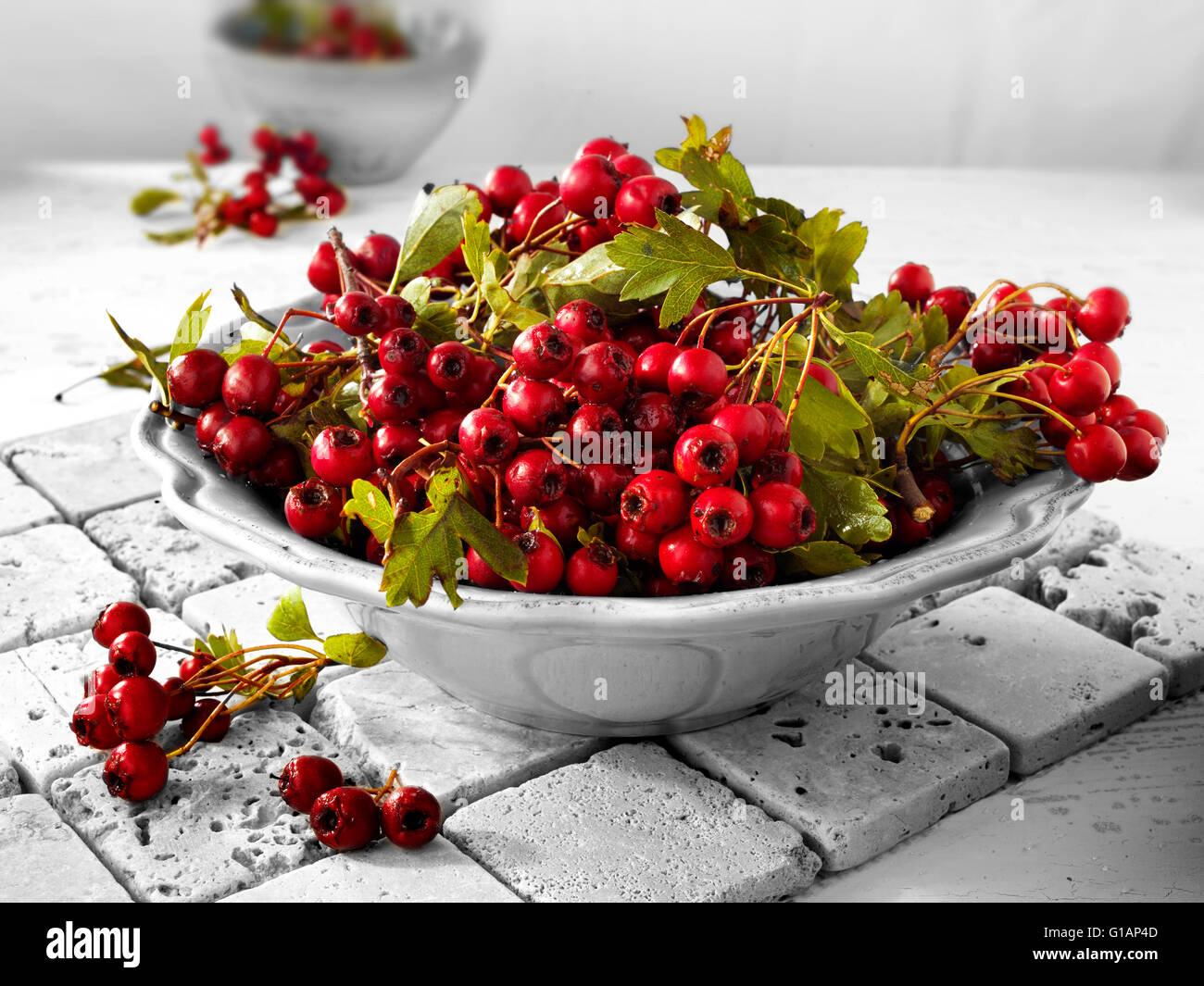 Fresh picked berries from the hawthorn bush, also called  thornapple, May-tree, whitethorn,  hawberry (Crataegus Monogyna ) Stock Photo