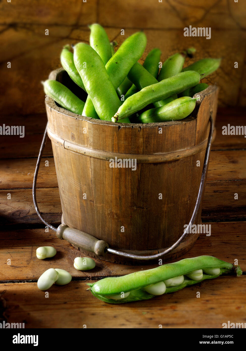 Fresh picked broad beans in pods in a bucket Stock Photo
