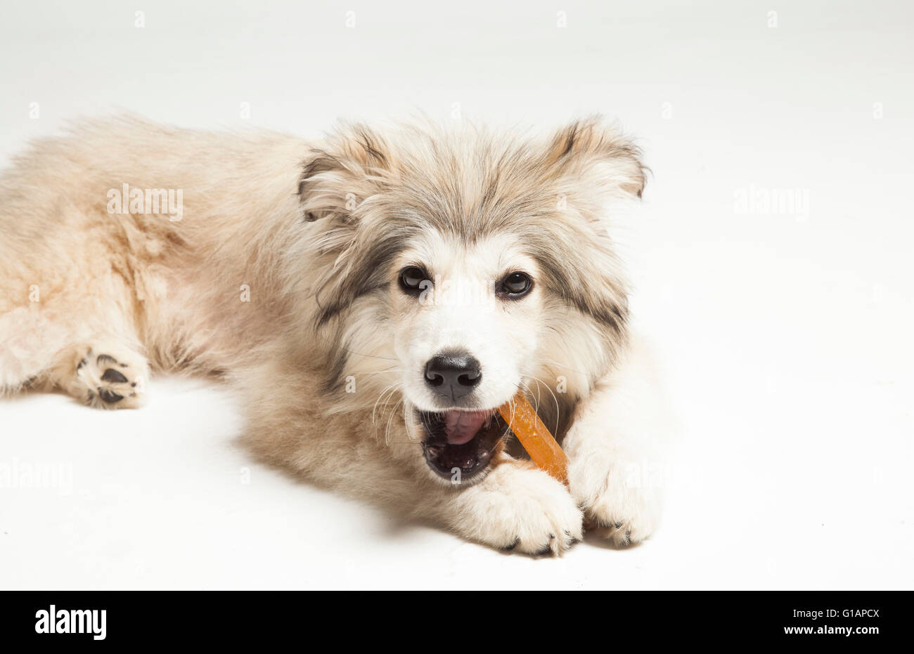 Adorable mixed breed rescue puppy Stock Photo Alamy