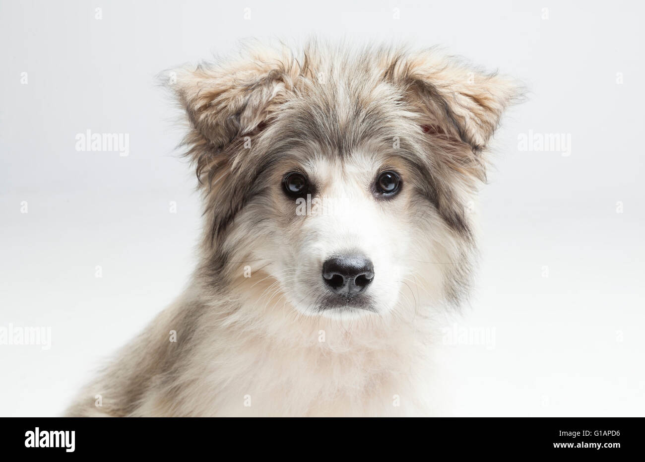 Adorable mixed breed rescue puppy Stock Photo Alamy