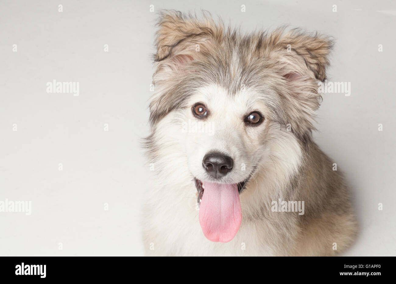 Adorable mixed breed rescue puppy Stock Photo Alamy