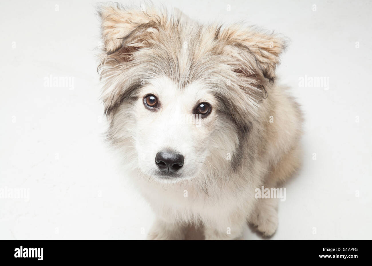 mixed breed rescue