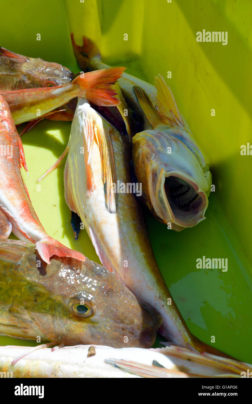 Whole Gurnard in a yellow box. View into fish's mouth Stock Photo