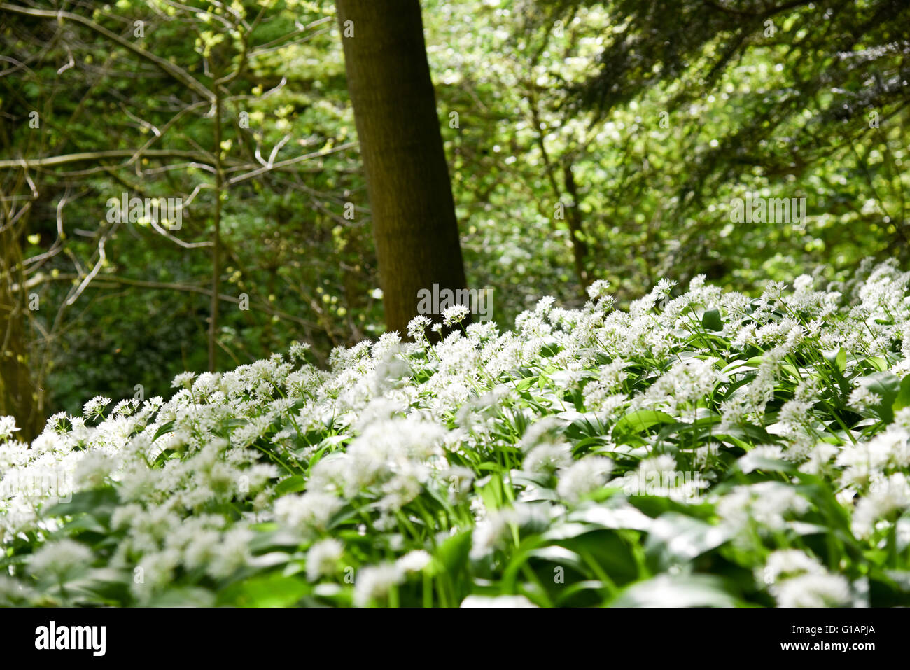 Wild Garlic in a forest Stock Photo