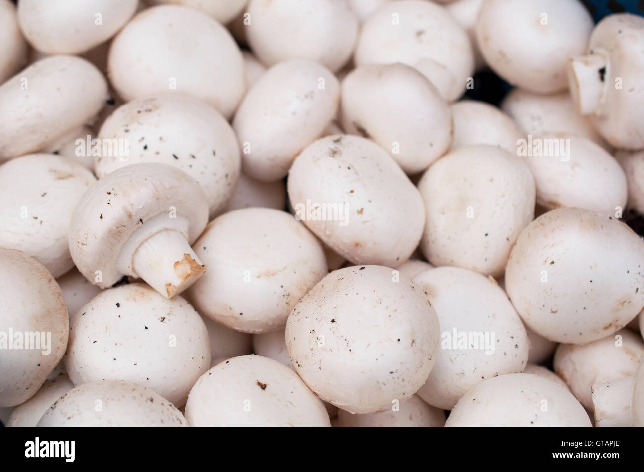 Mushrooms for sale in a local market Stock Photo