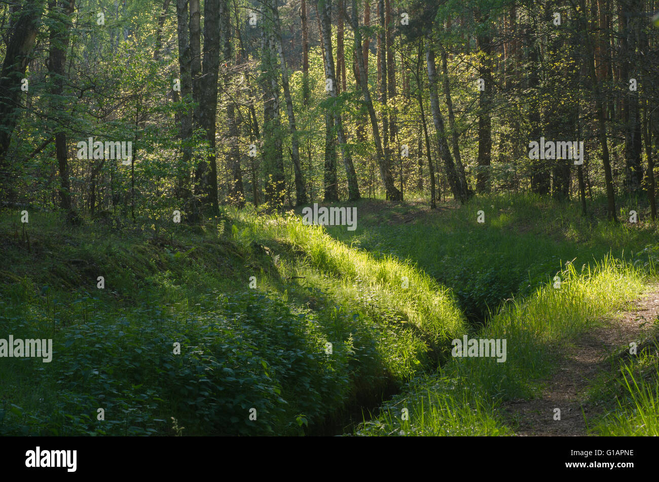 footpath and brook  in spring forest Stock Photo