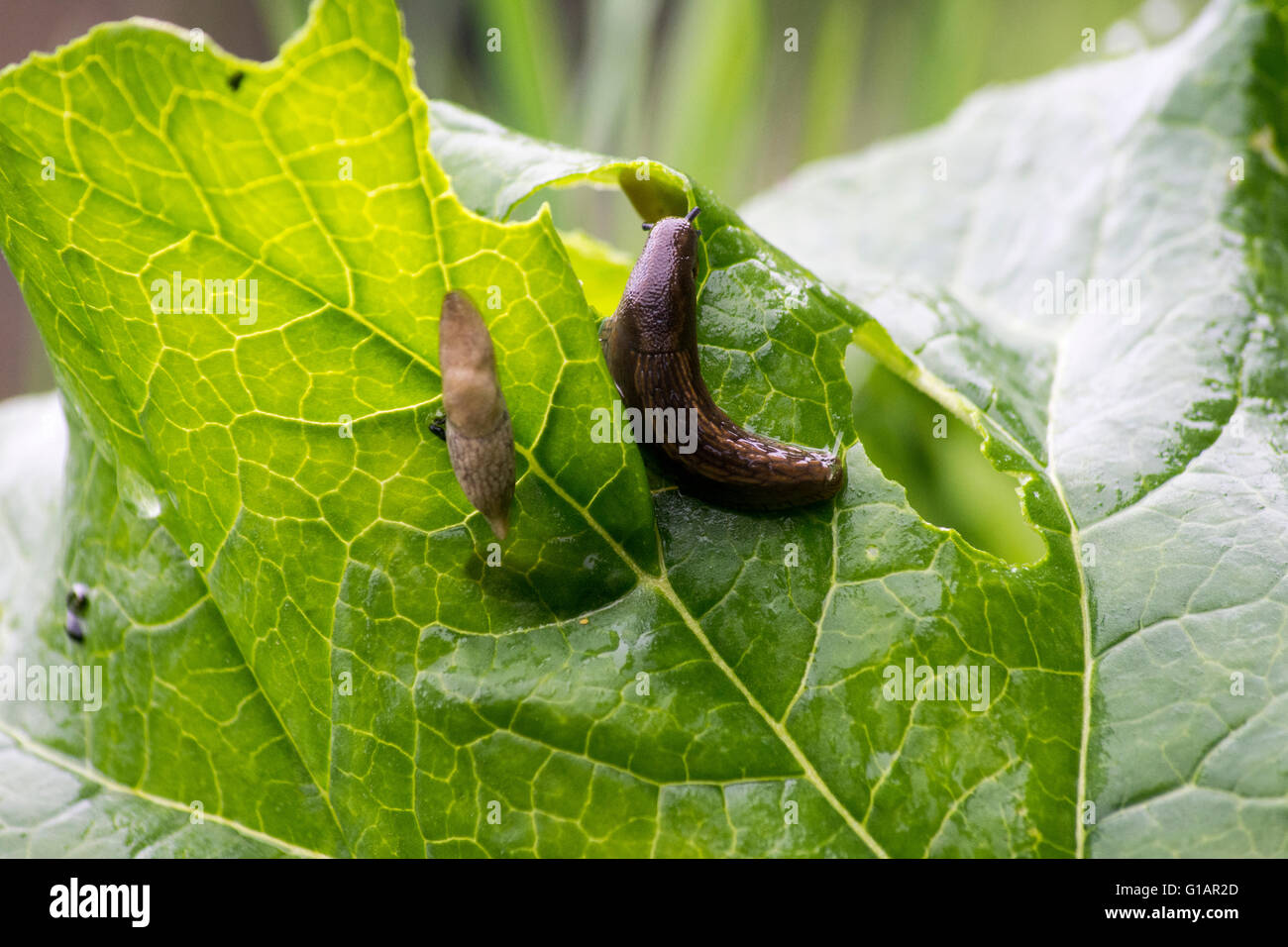 Arion subfuscus aka Garden slug & small striped slug (largest in photo). Feeding on a rhubarb leaf Stock Photo